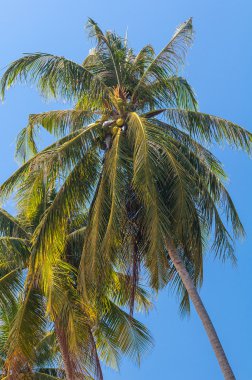 Hindistan cevizi ağacı mavi gökyüzü altında