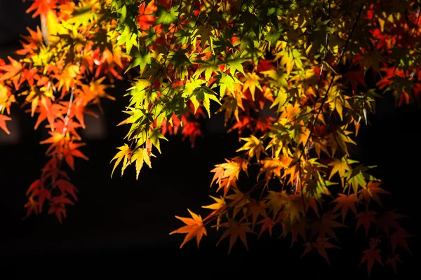 Gałąź drzew z jesiennymi liśćmi. Jesienne tło. — Zdjęcie stockowe