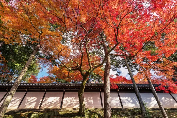 Гілка дерева з осіннім листям покриває японський храм — стокове фото