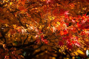 Japonya'da sonbahar renkleri