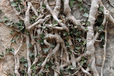 İç içe ağaç köklerinin