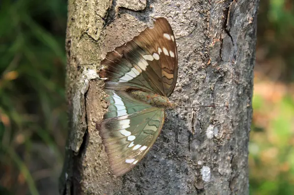 ağaç üzerinde oturan kelebek