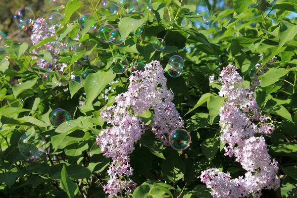 Eflatun çiçekler ve sabun köpüğü
