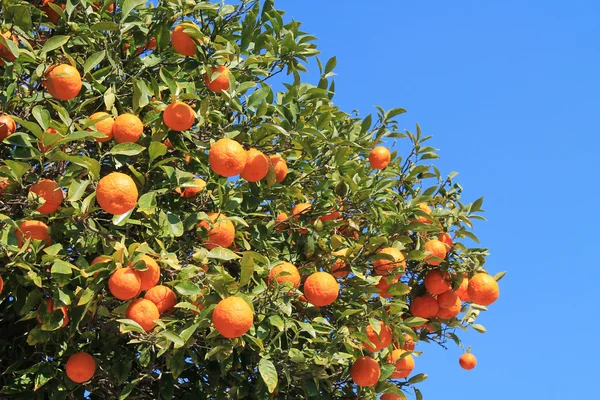 Tangerines sur une branche d'arbre — Photo