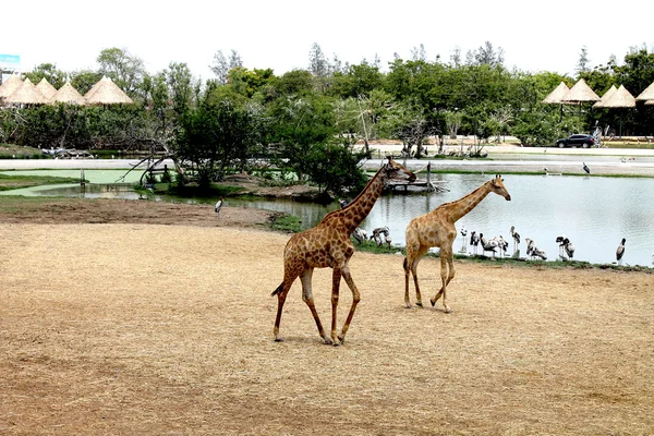 Giraffen in Thailand, Asien — Stockfoto