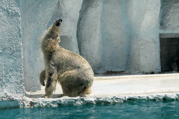 Polar. medve fogságban Stock Kép