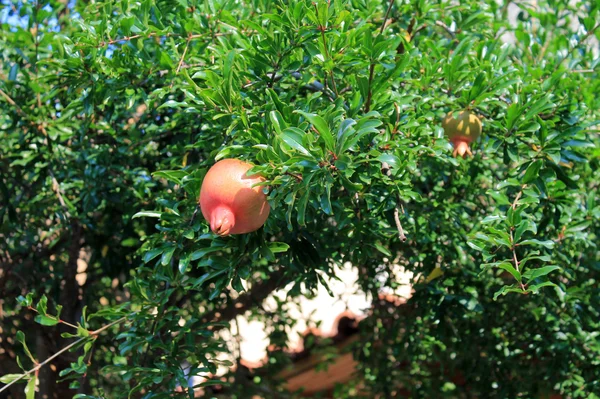 Pomegranate. on the tree — Stock Photo, Image