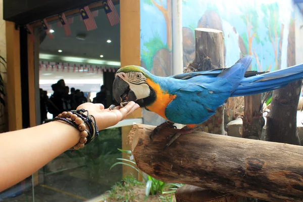 Nagy. eszik okos papagáj Jogdíjmentes Stock Fotók