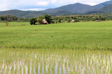 Tayland. pirinç alan