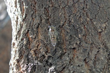 Sinek. Ağaç kabuğu