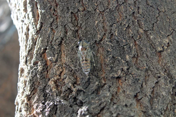 Sinek. Ağaç kabuğu