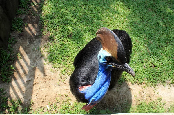 Büyük. güzel kuş