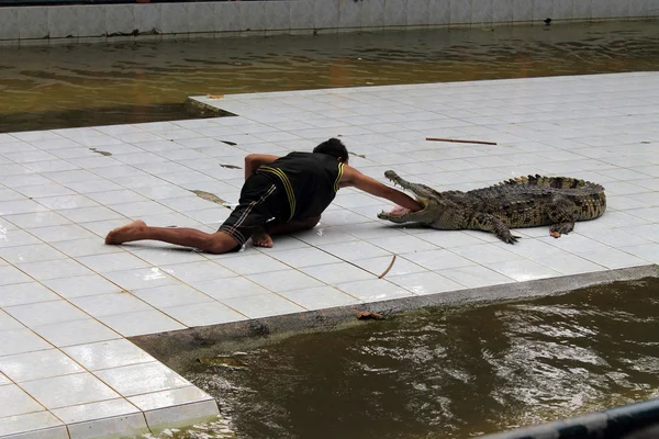 Thaimaa Samui. kouluttaja krokotiilin kanssa — kuvapankkivalokuva