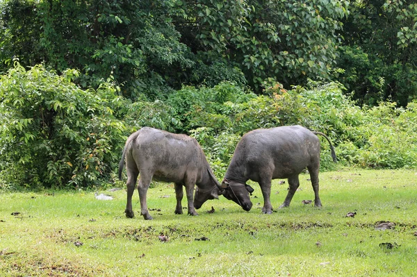 Thailand. two bulls — Stock Photo, Image