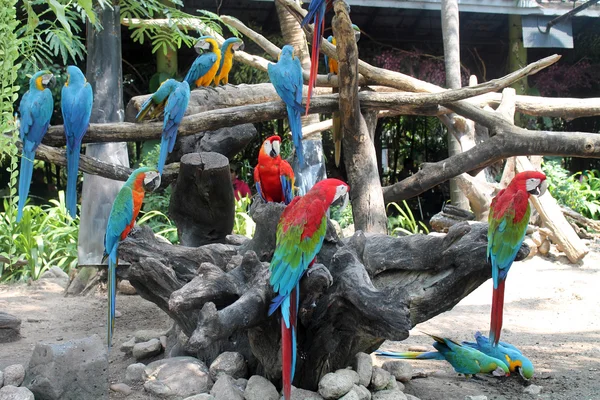 Thailand. Bangkok Ara papegaaien — Stockfoto