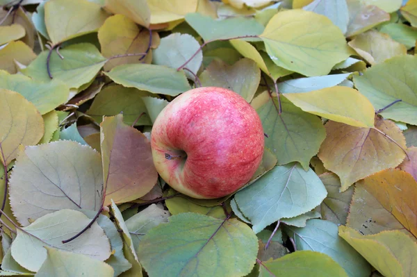 Büyük. Kırmızı elma