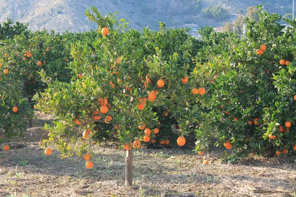 İspanya. mandalina ağacı