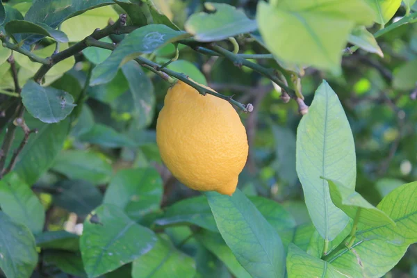 Una sola. limone giallo — Foto Stock