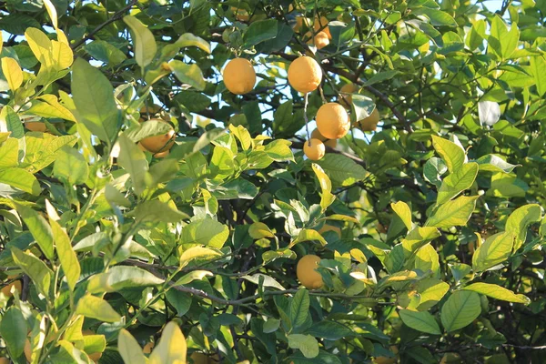 Albero con. limoni gialli — Foto Stock