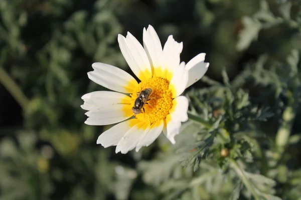 Beyaz. Daisy ve arı