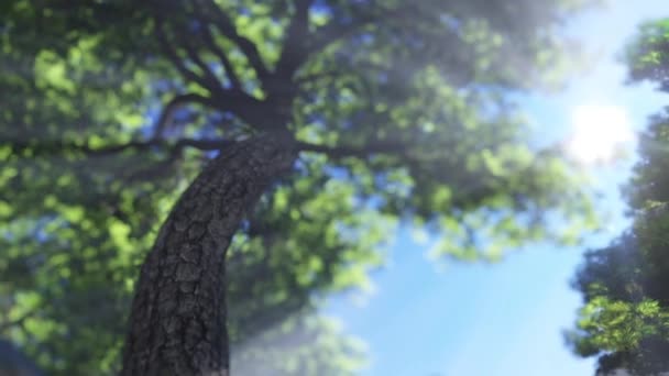 Velký strom, pomalu se pohybující Royalty Free Stock Video