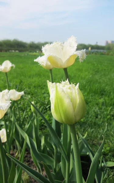 Güzel yaz günü lale köklerini yaprakları yeşil çim ve mavi gökyüzü arka plan üzerinde