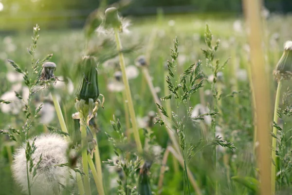 Karahindiba yeşillikleri ve spikelets
