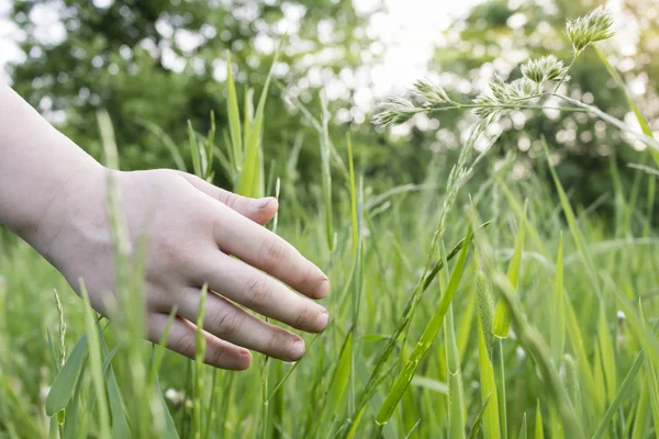 dokunmatik yeşil çimen
