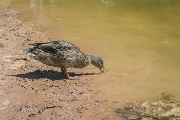ördek içme suyu kıyısında