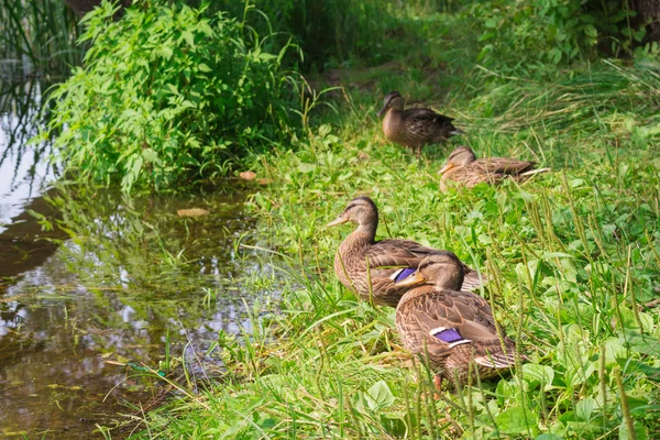 ördek gölet, yeşil çim