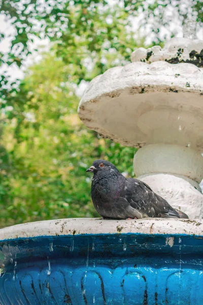 Çeşme üzerinde oturan güvercin