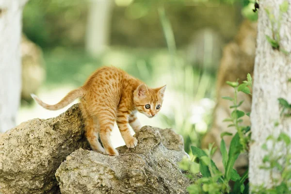 Small cat walking on the garden background — Stock Photo, Image