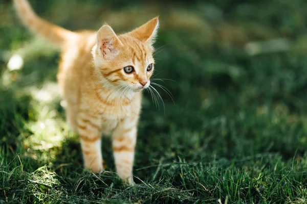 Kleine kat lopen op de achtergrond in de tuin — Stockfoto