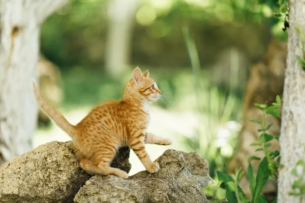 Small cat walking on the garden background — Stock Photo, Image