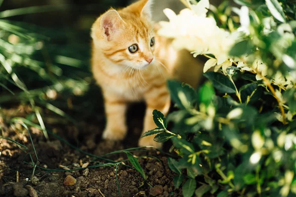 Kis macska sétált a kerti háttér — Stock Fotó
