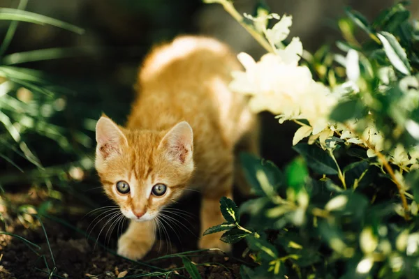 Küçük kedi Bahçe arka plan üzerinde yürüme