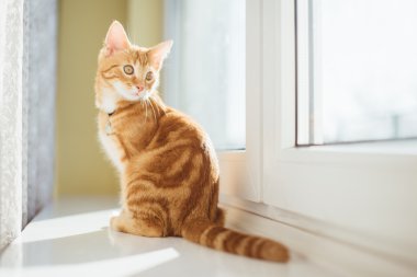 Yerde yatarken güzel sarı kedi