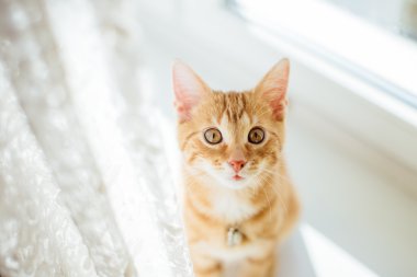 Yerde yatarken güzel sarı kedi