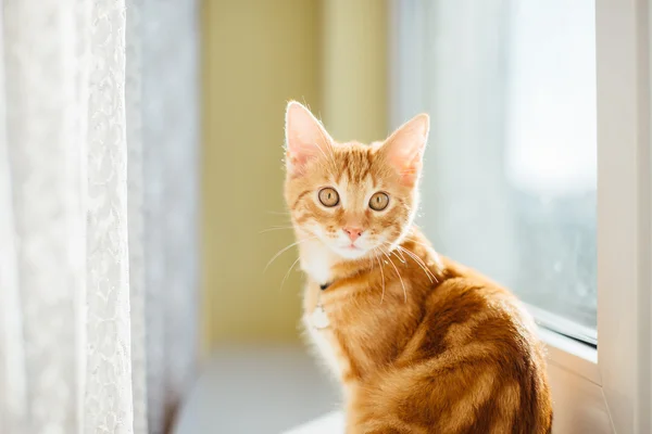 Yerde yatarken güzel sarı kedi