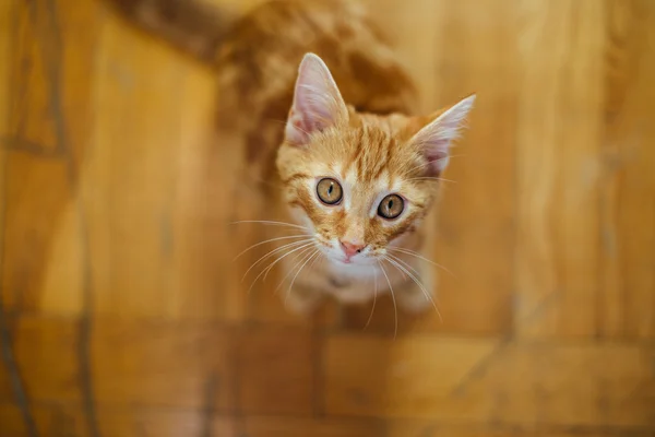 Beautiful yellow cat lying on the floor — Stock Photo, Image