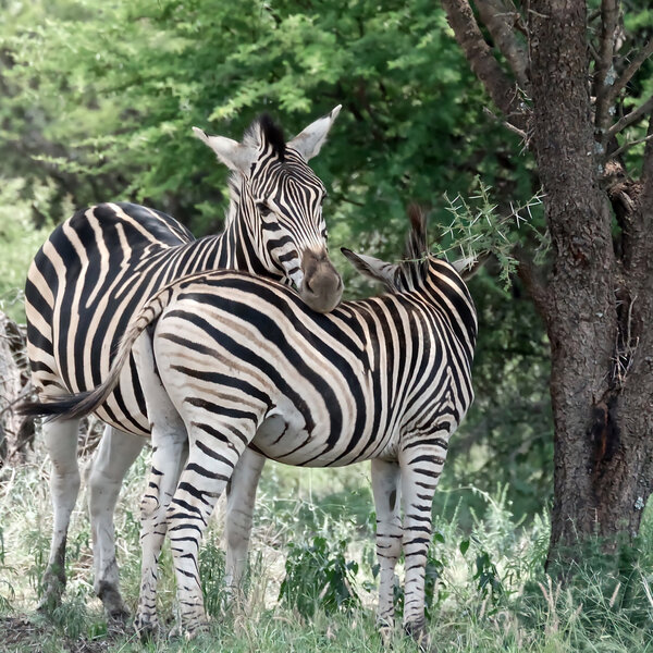Two zebra standing head to tale under a thorn tree in Sondela Nature Reserve in Limpopo Province, South Africa