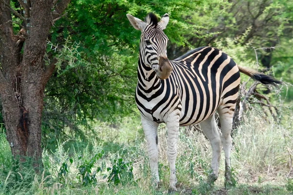 Zebra 3/4 vänster — Stockfoto