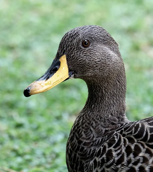 Gelbschnabelente mit Kopf und Hals — Stockfoto