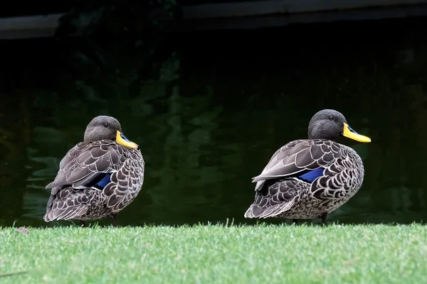 Zwei Gelbschnabelenten hintereinander — Stockfoto