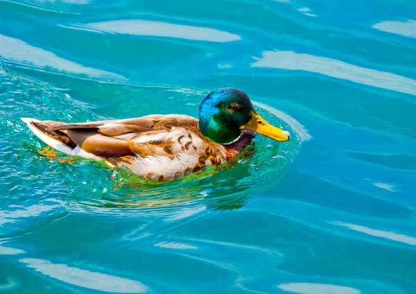 Hermoso pato de color — Foto de Stock