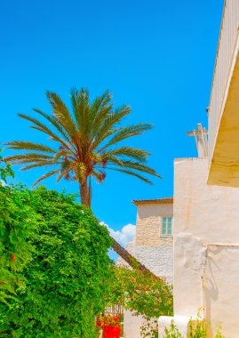 bir palm againt mavi gökyüzü