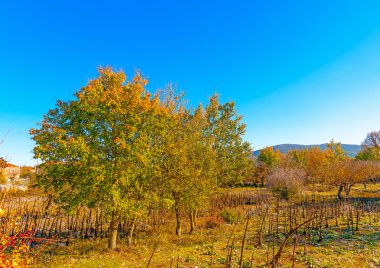 Yeşil ağaçlar manzara