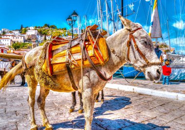 turistler aktarmak için bekleyen katır