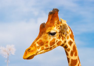 camelopard üzerinde başkanı mavi gökyüzü temizleyin