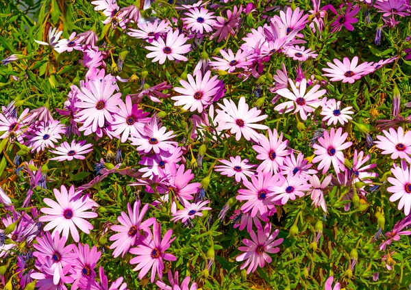 Beautiful flowers plant — Stock Photo, Image